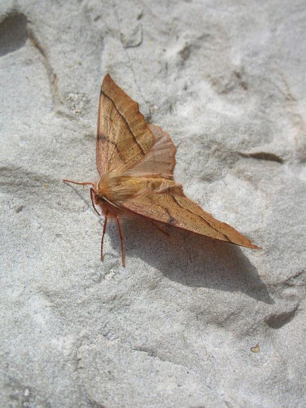 Colotois pennaria
